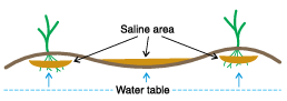 Figure 6.2. Saline soil development in a nearly level landscape. (NDSU image)